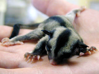 Sugar glider joey sales formula