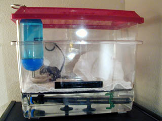 What do sugar gliders eat and drink