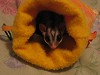 Click Here to View - Alvin