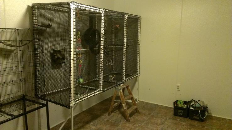 cleaning sugar glider cage