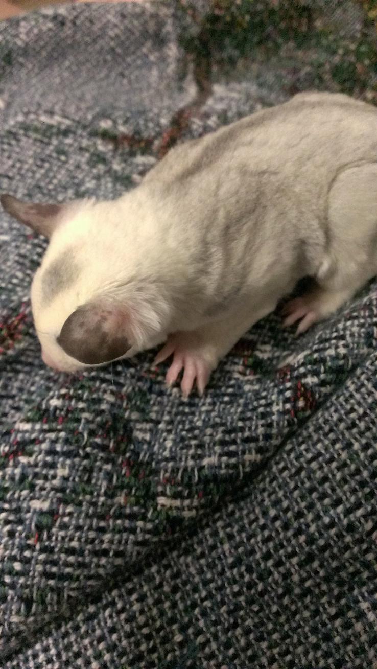 Hoobly sugar deals gliders
