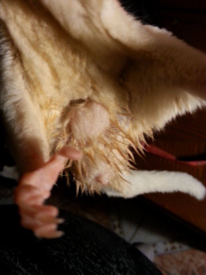 Sugar glider in heat cheap