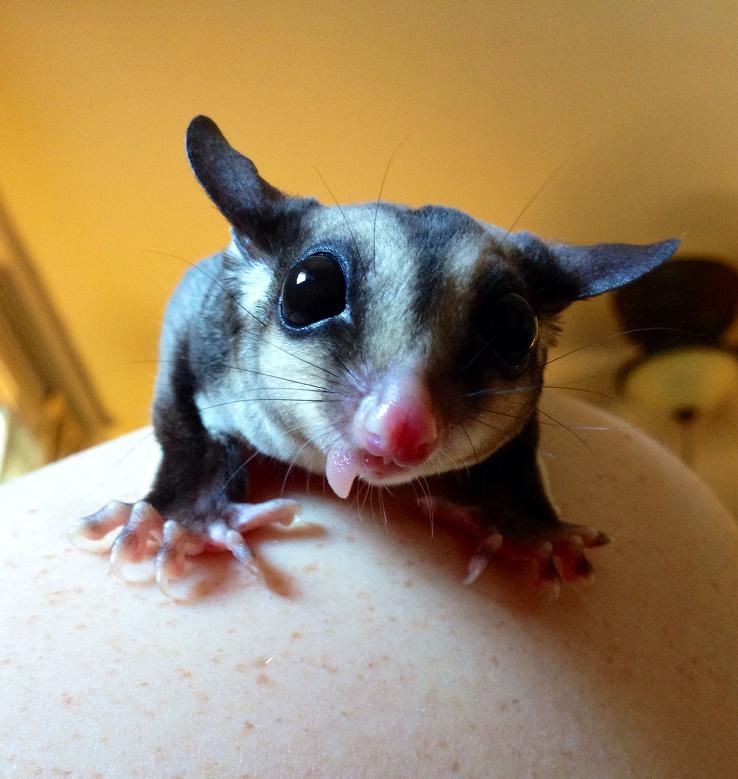 Lost sugar sales glider