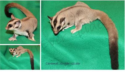 Caramel sales sugar gliders