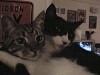 Click Here to View - My kitty cats