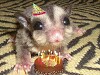 Click Here to View - Babies