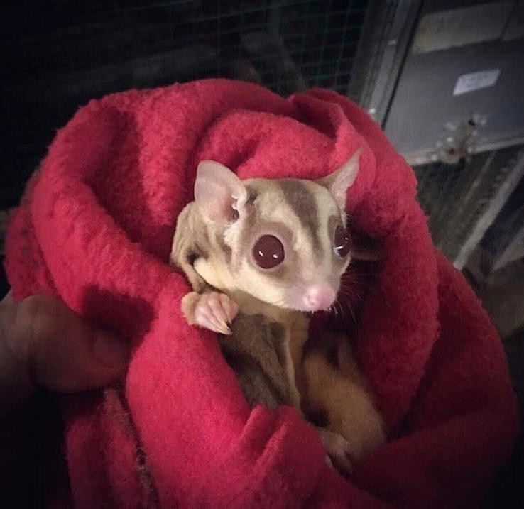 Caramel sugar gliders online