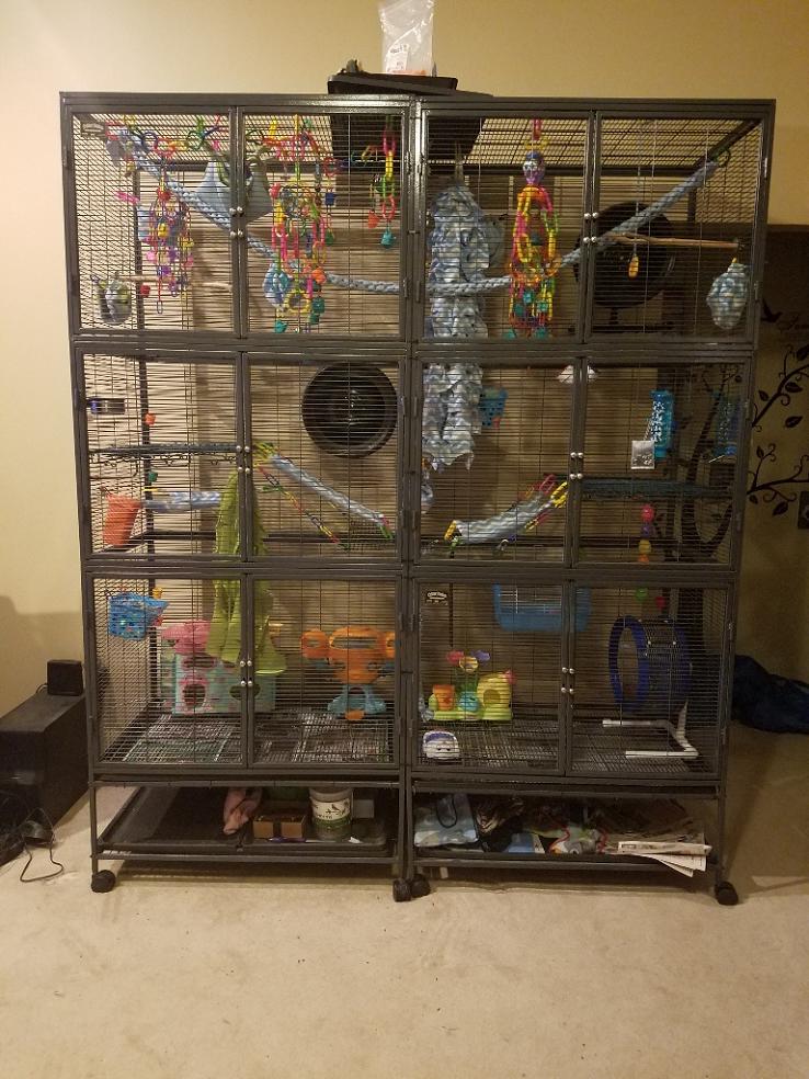 sugar glider cages petsmart