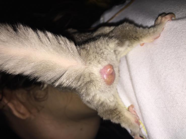 female sugar glider