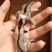 Click Here to View - New joeys