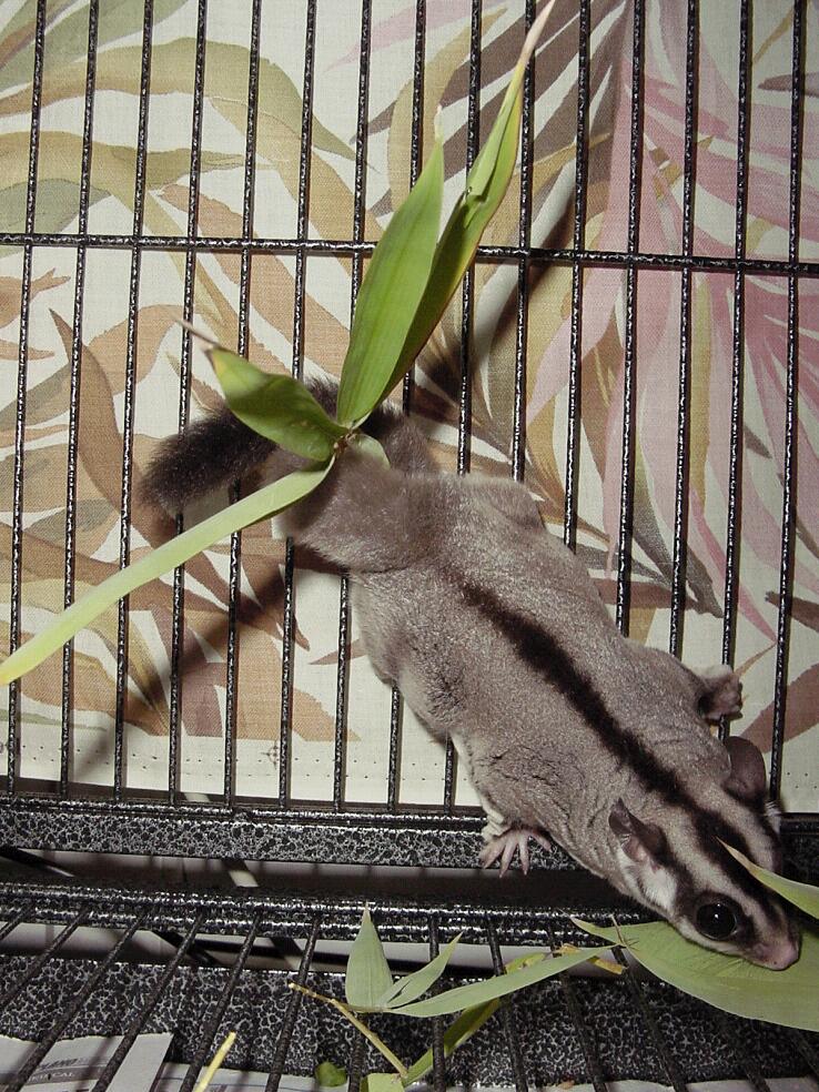Sugarglider Gliderpedia Prehensile Tail