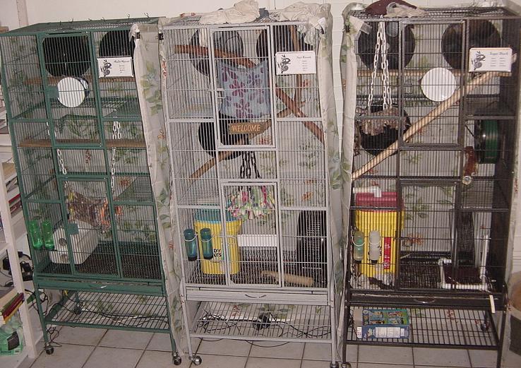 GliderGossip show your CAGES