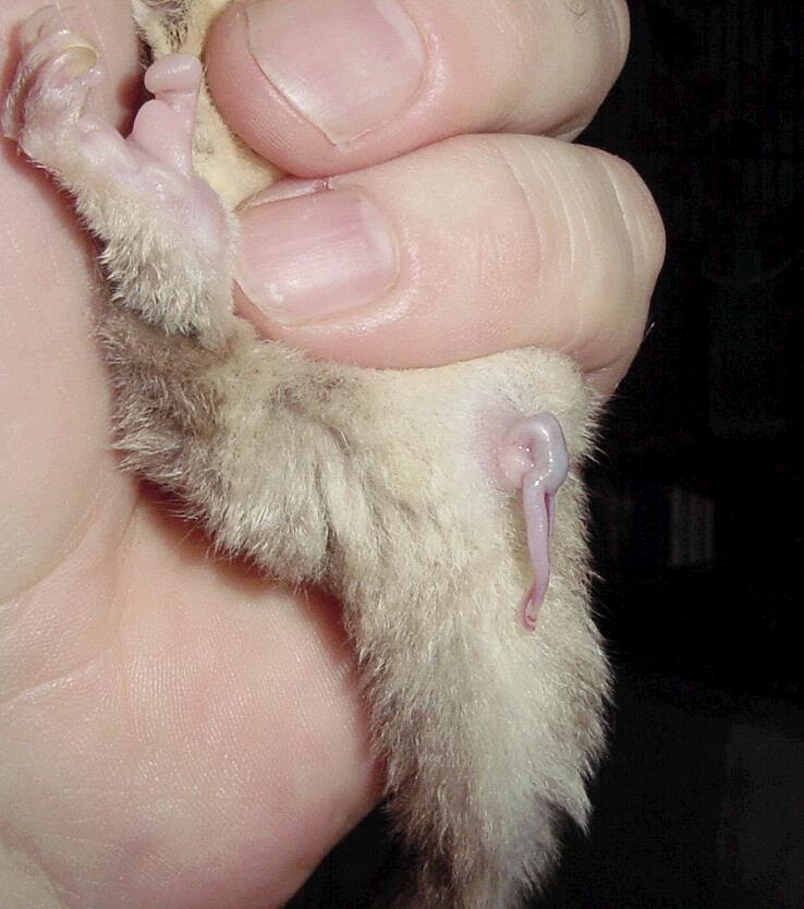 http://www.sugarglider.com/glidergossip/Photos/2571/DSC09537a.JPG