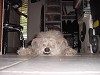 Click Here to View - Rowdy