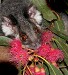 Click Here to View - Possums