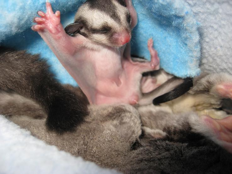 Sugar Glider Sex 37