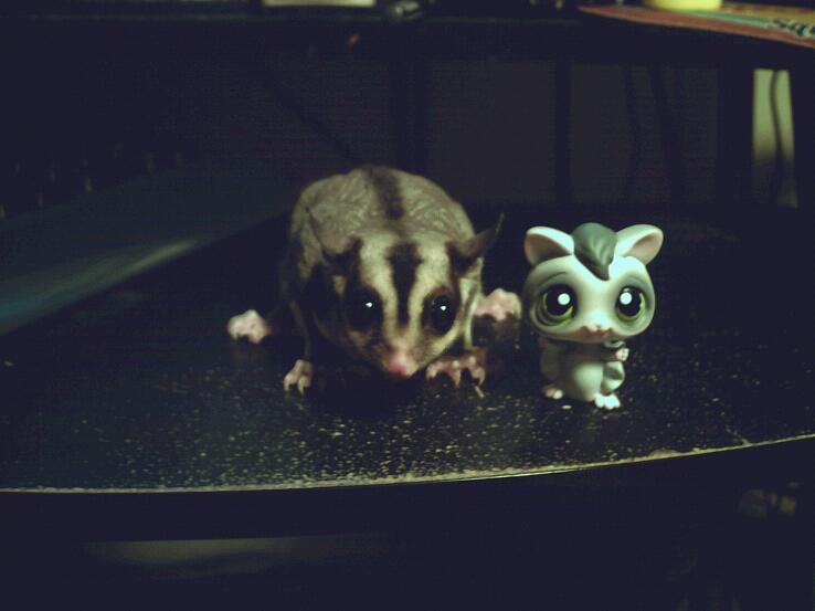 Lps sugar best sale glider