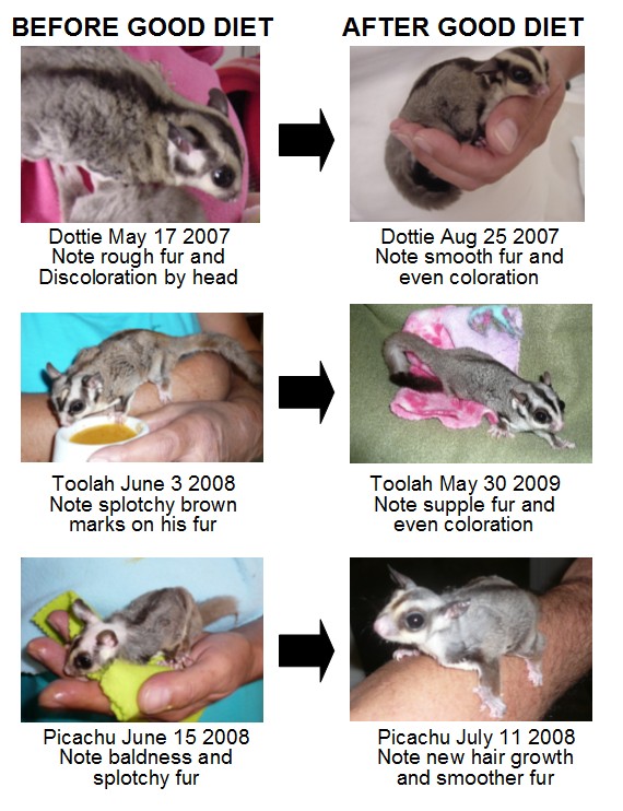 Sugar Glider Food Chart