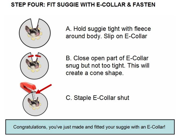 GliderGossip Sugar Glider Emergency E COLLAR Instructions from LGRS