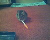 Click Here to View - my baby