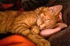 Click Here to View - mini tamed tigers