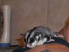 Click Here to View - Nibbler Nichole & Kadi Ann