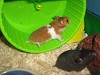 Click Here to View - The Hamsters