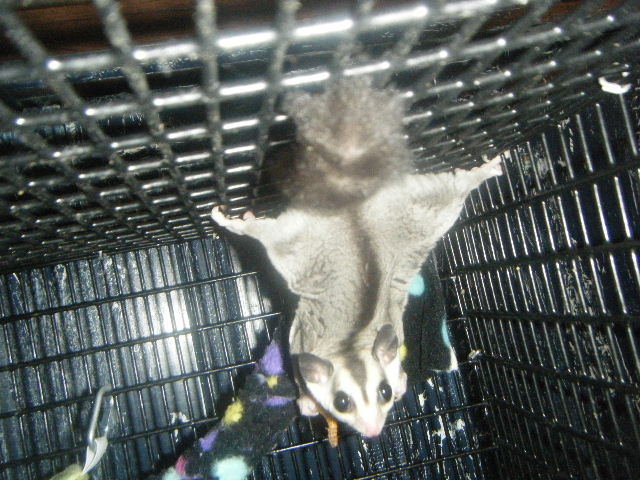 Sugar glider price range sale
