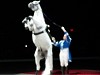 Click Here to View - Lipizzaner Show