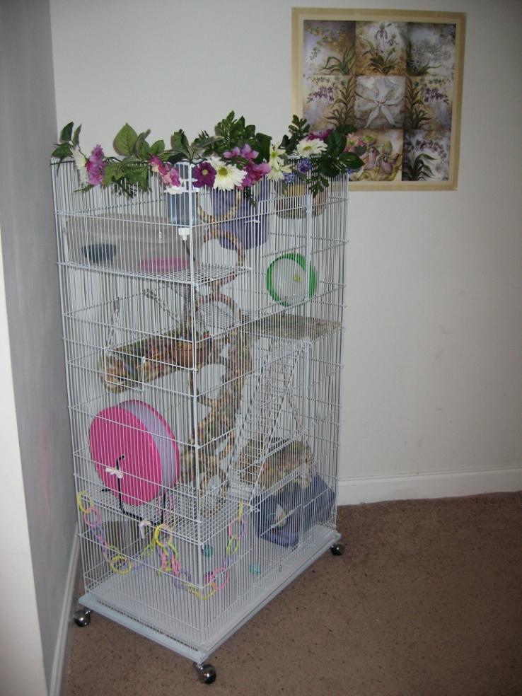 GliderGossip - PetSmart Cages???