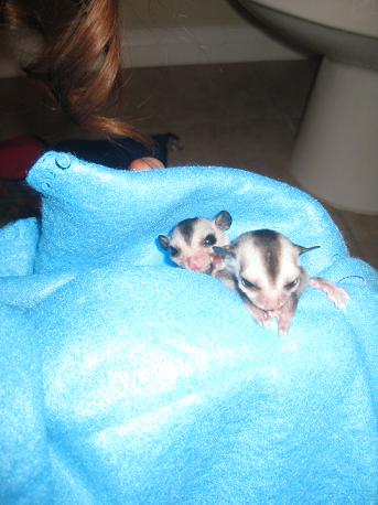 Baby Sugar Glider Pictures on Faq Glidergossip Photo Albums Amandaandgliders S Albums