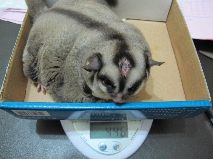 http://www.sugarglider.com/glidergossip/Photos/8120/fat%20glider.jpg