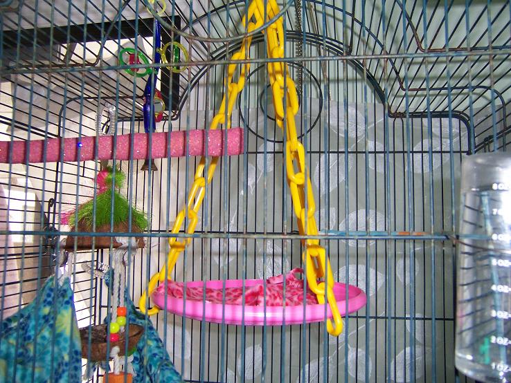 Sugar glider accessories clearance