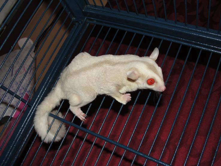 ruby leucistic sugar glider