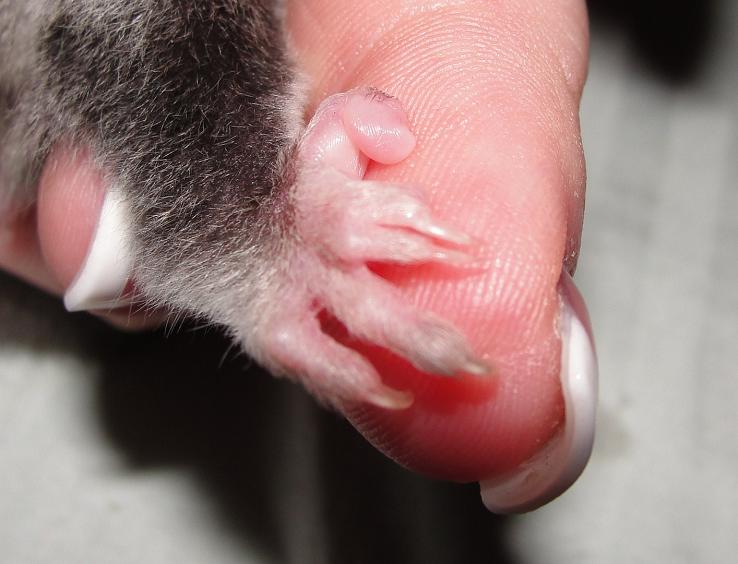 Sugar glider feet 2025