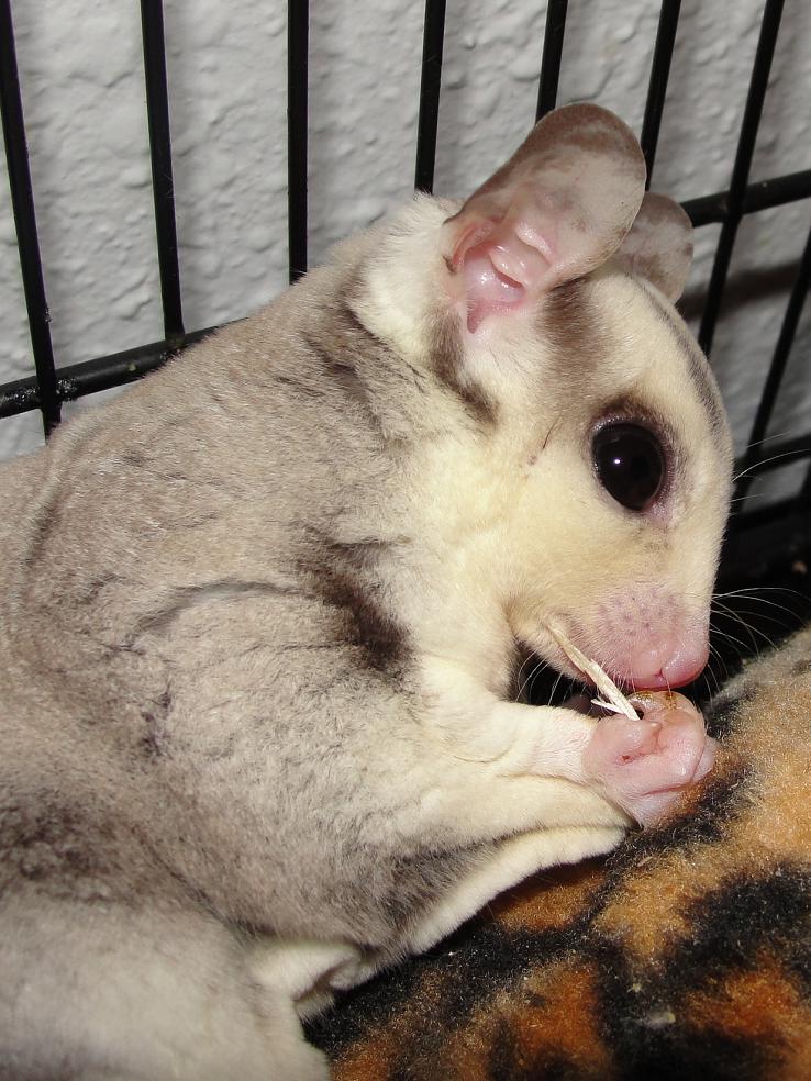 GliderGossip Names for new gliders and by request...Nyota and Dax