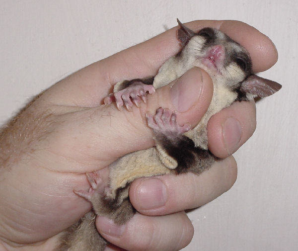 Sugarglider Gliderpedia Biting