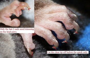 Sugar glider nail trimming wheel hotsell