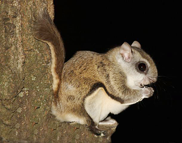 Sugarglider Gliderpedia Flying Squirrel