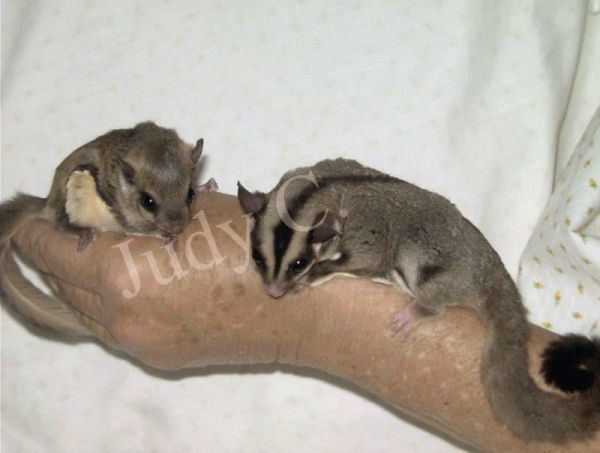 Sugarglider.com - Gliderpedia - Flying Squirrel