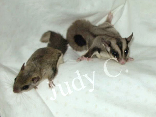 Sugarglider.com - Gliderpedia - Flying Squirrel