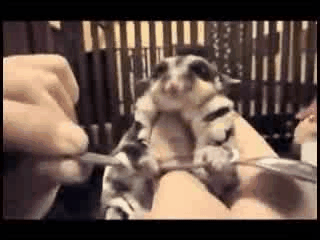 weight-lifting-sugar-glider.gif