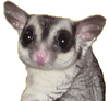 sugar glider