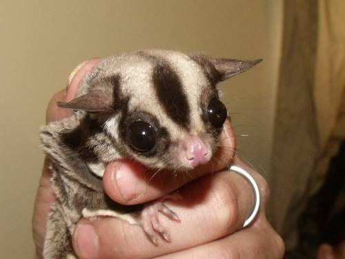 my pugs nose is glidergossip ad for a pug nose sugar glider my pugs nose is glidergossip ad for a pug nose sugar glider