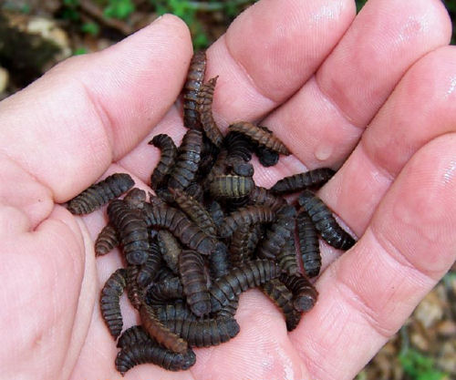 Glidergossip Worms And Worms And Worms Oh My